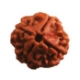 Show details for Four (4) Face (Mukhi) Nepali Rudraksha (Small) Picture of Four (4) Face (Mukhi) Nepali Rudraksha (Small)