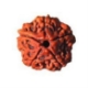 Show details for Five (5) Face (Mukhi) Nepali Rudraksha Beads (Small) Picture of Five (5) Face (Mukhi) Nepali Rudraksha Beads (Small)