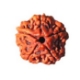 Show details for Five (5) Face (Mukhi) Nepali Rudraksha (Medium) Picture of Five (5) Face (Mukhi) Nepali Rudraksha (Medium)