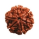 Show details for Six (6) Face (Mukhi) Nepali Rudraksha Beads (Large) Picture of Six (6) Face (Mukhi) Nepali Rudraksha Beads (Large)