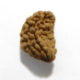 1 face Rudraksha One Mukhi (Face) Rudraksha