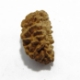 1 face Rudraksha One Mukhi (Face) Rudraksha