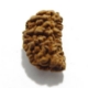 1 face Rudraksha One Mukhi (Face) Rudraksha