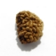 1 face Rudraksha One Mukhi (Face) Rudraksha