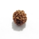 7 Mukhi (Face) Rudraksha Seven Mukhi (Face) Rudraksha
