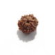 7 Mukhi (Face) Rudraksha Seven Mukhi (Face) Rudraksha