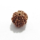 7 Mukhi (Face) Rudraksha Seven Mukhi (Face) Rudraksha