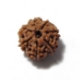 7 Mukhi (Face) Rudraksha Seven Mukhi (Face) Rudraksha