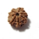 7 Mukhi (Face) Rudraksha Seven Mukhi (Face) Rudraksha