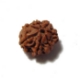 7 Mukhi (Face) Rudraksha Seven Mukhi (Face) Rudraksha