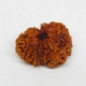 10 Mukhi Rudraksha Ten Face Rudraksha
