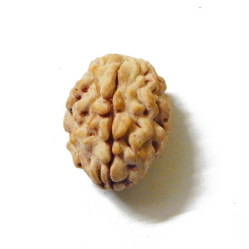 3 Mukhi Himalayan Rudraksha