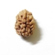 Three Face Himalayan Rudraksha 3 Face Himalayan Rudraksha