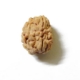 Three Face Himalayan Rudraksha 3 Face Himalayan Rudraksha