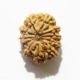 11 mukhi nepali rudraksha wholesale Eleven Face Rudraksha