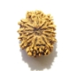 11 mukhi nepali rudraksha wholesale Eleven Face Rudraksha
