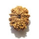 11 mukhi nepali rudraksha wholesale Eleven Face Rudraksha
