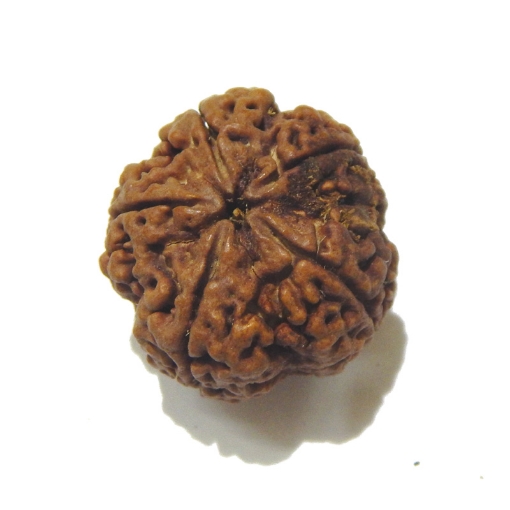 5 Face Big Size Rudraksha