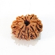 10 Mukhi Nepali Rudraksha Ten Mukhi Rudraksha