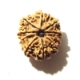 Ten Face Nepali Rudraksha 10 Mukhi Nepali Rudraksha