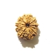 Ten Face Nepali Rudraksha		 10 Mukhi Nepali Rudraksha