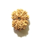 Ten Face Nepali Rudraksha		 10 Mukhi Nepali Rudraksha