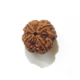 Four Face Rudraksha four mukhi nepali rudraksha