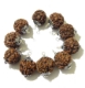 10 pcs pack of Capped Rudraksha 5 Mukhi Rudraksha with Caps