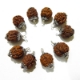 Capped Four Face (Mukhi) Nepali Rudraksha Pack four mukhi nepali rudraksha pack