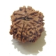 Eight Face Rudraksha 8 Face Nepali Rudraksha