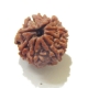 Eight Face Rudraksha 8 Face Nepali Rudraksha