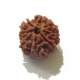 Eight Face Rudraksha 8 Face Nepali Rudraksha
