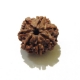 7 Face Nepali Rudraksha Seven Face Nepali Rudraksha
