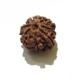 7 Face Nepali Rudraksha Seven Face Nepali Rudraksha