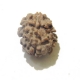 2 Face Himalayan Rudraksha Two Face Himalayan Rudraksha