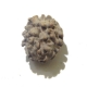 2 Face Himalayan Rudraksha Two Face Himalayan Rudraksha