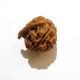 Nepali Ganesh Rudraksha Ganesh Rudraksha