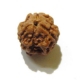 3 Face Nepali Rudraksha 3 Face Nepali Rudraksha