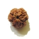 Three Face Nepali Rudraksha Bead Three Face Nepali Rudraksha Bead