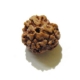3 Face Nepali Rudraksha Bead 3 Face Nepali Rudraksha Bead