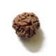 3 Face Nepali Rudraksha Bead 3 Face Nepali Rudraksha Bead