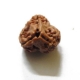 3 Face Nepali Rudraksha Bead 3 Face Nepali Rudraksha Bead
