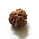 3 Face Nepali Rudraksha Bead 3 Face Nepali Rudraksha Bead