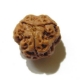 3 Face Nepali Rudraksha Bead 3 Face Nepali Rudraksha Bead