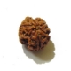 3 Face Nepali Rudraksha Bead 3 Face Nepali Rudraksha Bead