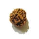 3 Face Nepali Rudraksha Bead 3 Face Nepali Rudraksha Bead