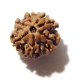 7 Face Nepali Rudraksha Seven Face Nepali Rudraksha