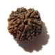7 Face Nepali Rudraksha Seven Face Nepali Rudraksha