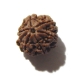 7 Face Nepali Rudraksha Seven Face Nepali Rudraksha