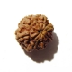 7 Face Nepali Rudraksha Seven Face Nepali Rudraksha